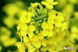 颖儿油菜花爆料了吗视频,颖儿油菜花爆料视频幕后真相揭晓  第2张