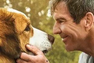 一条狗的使命在线观看,一条狗的使命观影指南  第3张