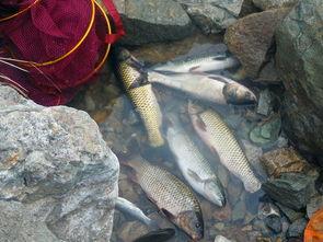 安阳爆料买鱼坑人视频  第1张